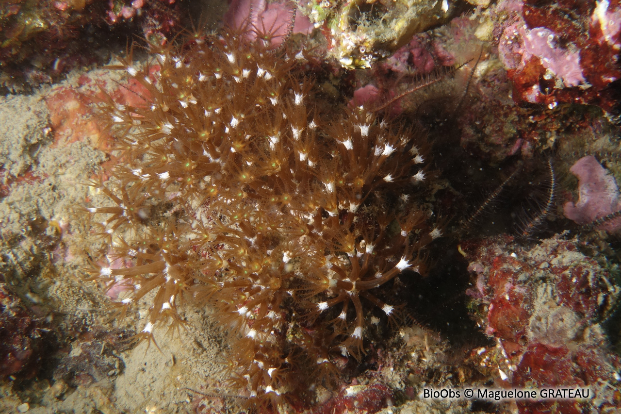 Alcyon brun - Maasella edwardsi - Maguelone GRATEAU - BioObs