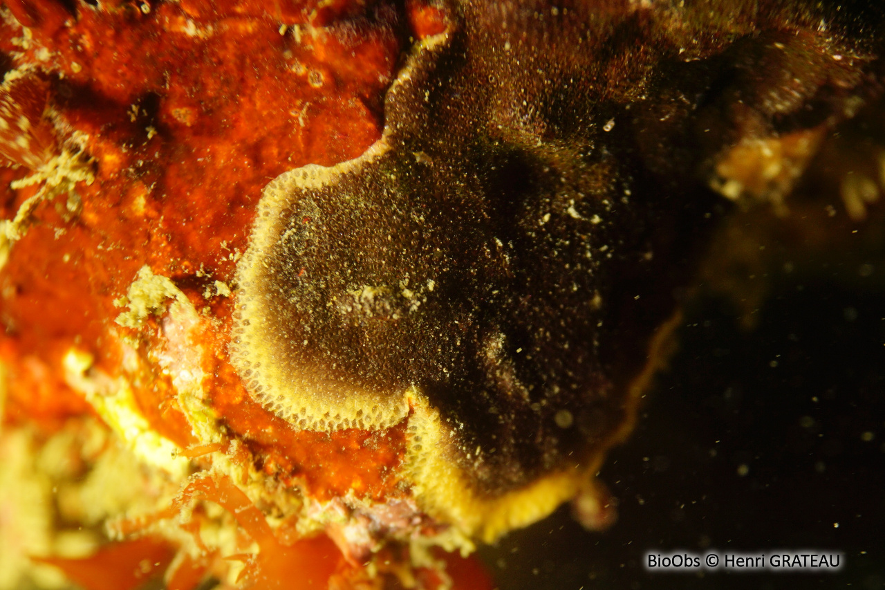 Bryozoaire encroûtant noir - Reptadeonella violacea - Henri GRATEAU - BioObs