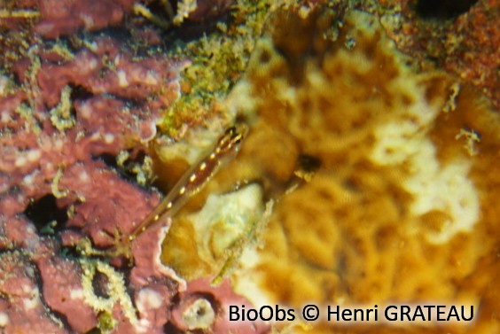 Gobie pygmée de Sebree - Eviota sebreei - Henri GRATEAU - BioObs