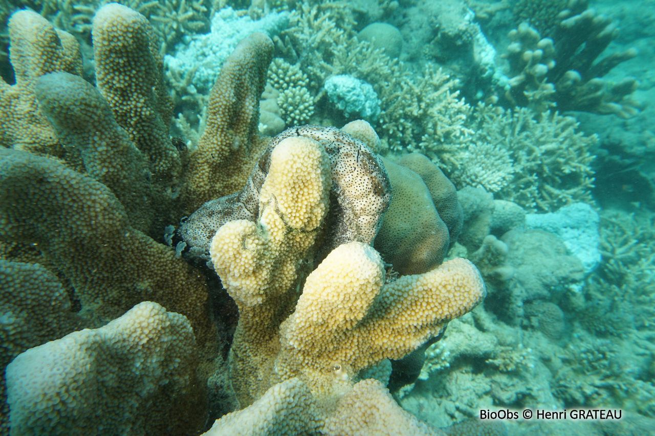 Pocillopore corne d'élan - Pocillopora grandis - Henri GRATEAU - BioObs