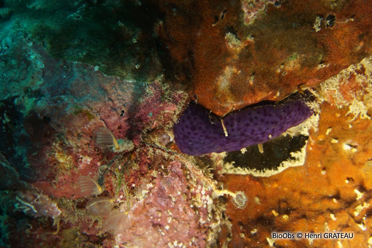 Ascidie coloniale violette - Cystodytes violatinctus - Henri GRATEAU - BioObs