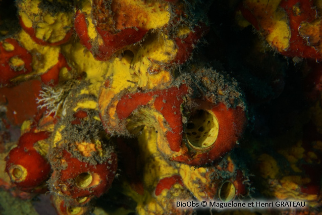 Eponge multicolore - Aiolochroia crassa - Maguelone GRATEAU - BioObs