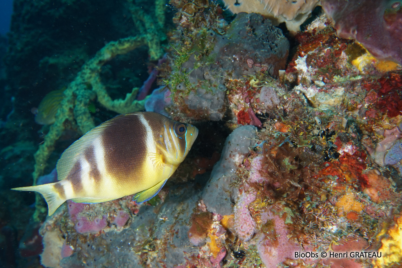 Hamlet marbré - Hypoplectrus puella - Henri GRATEAU - BioObs
