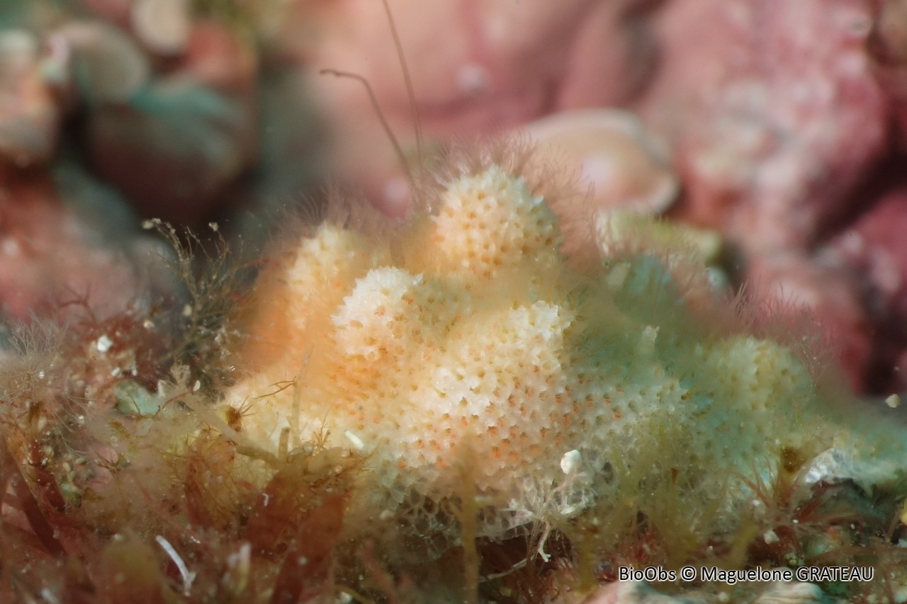 Rhynchozoon d'Europe - Rhynchozoon sp. - Maguelone GRATEAU - BioObs