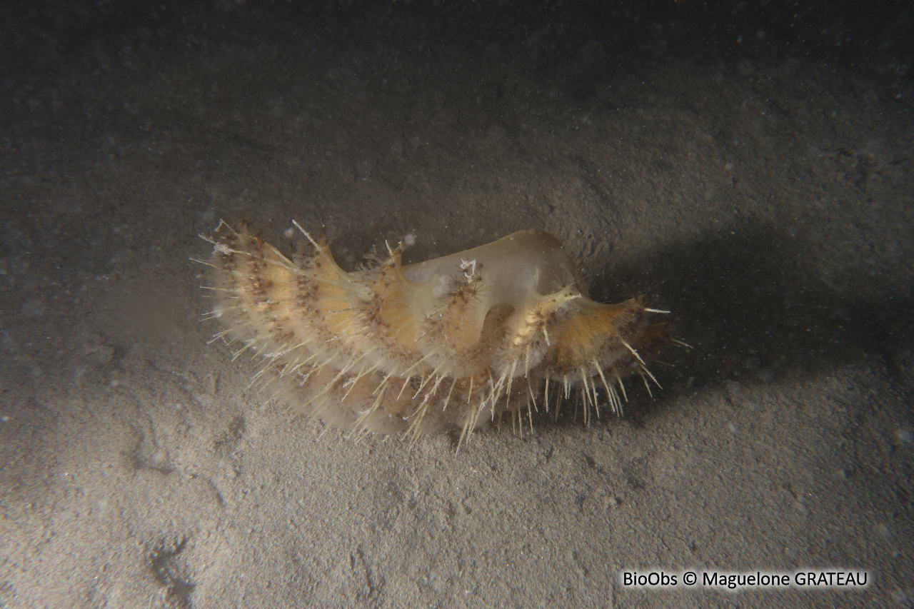 Pennatule grise - Pteroeides griseum - Maguelone GRATEAU - BioObs