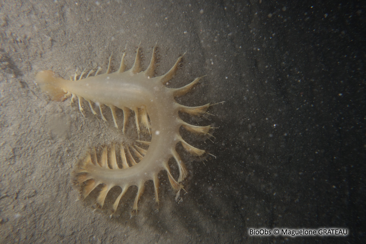 Pennatule grise - Pteroeides griseum - Maguelone GRATEAU - BioObs