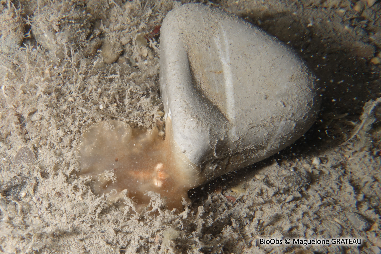 Planocere cornue - Planocera ceratommata - Maguelone GRATEAU - BioObs