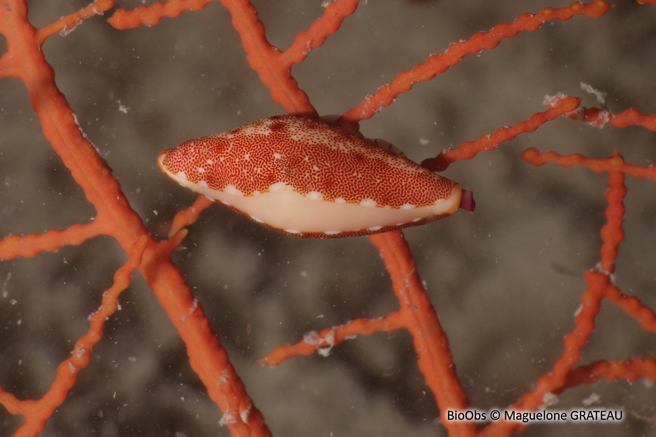 Simnie blanche - Simnia spelta - Maguelone GRATEAU - BioObs