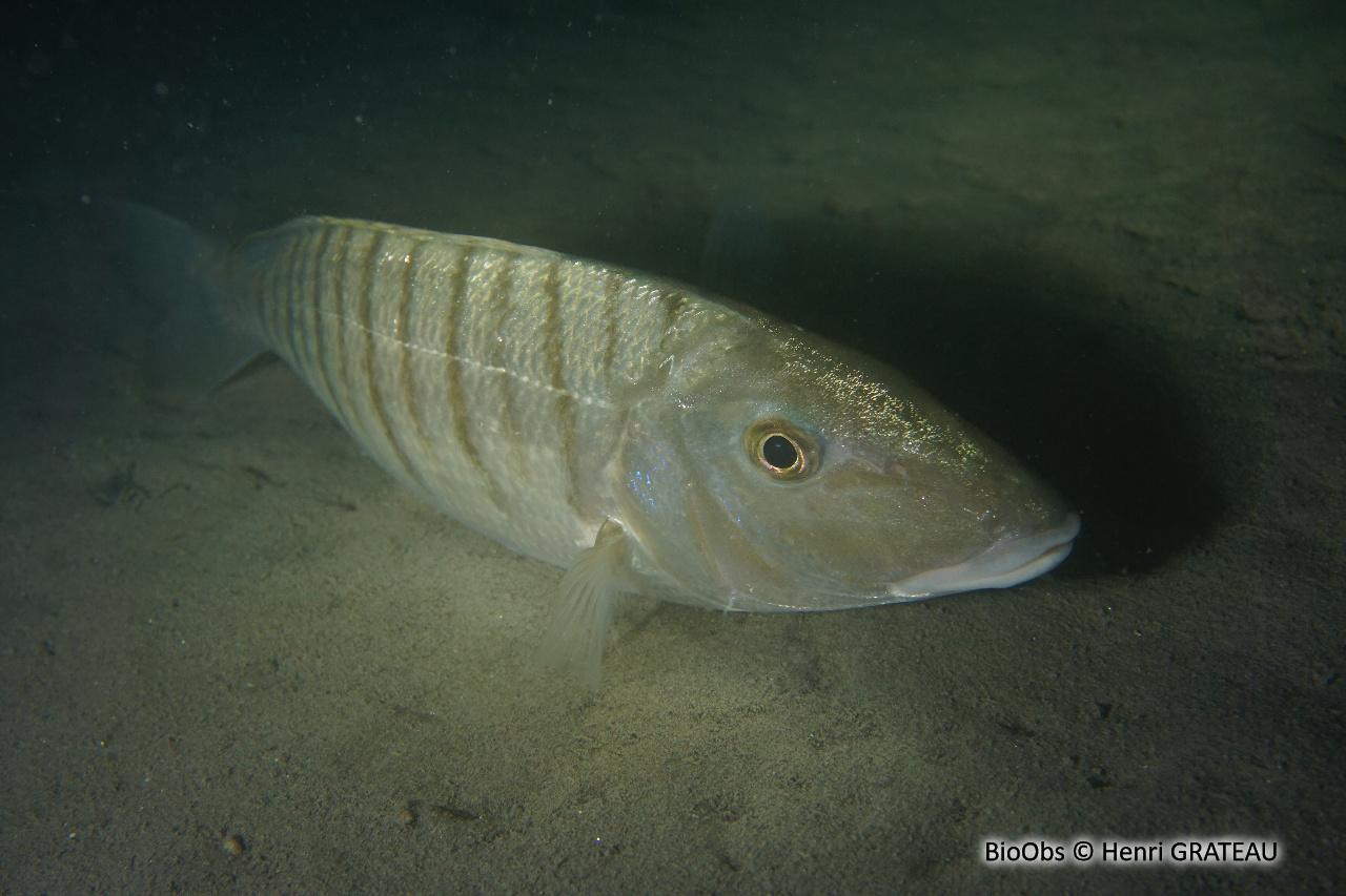 Marbré - Lithognathus mormyrus - Henri GRATEAU - BioObs