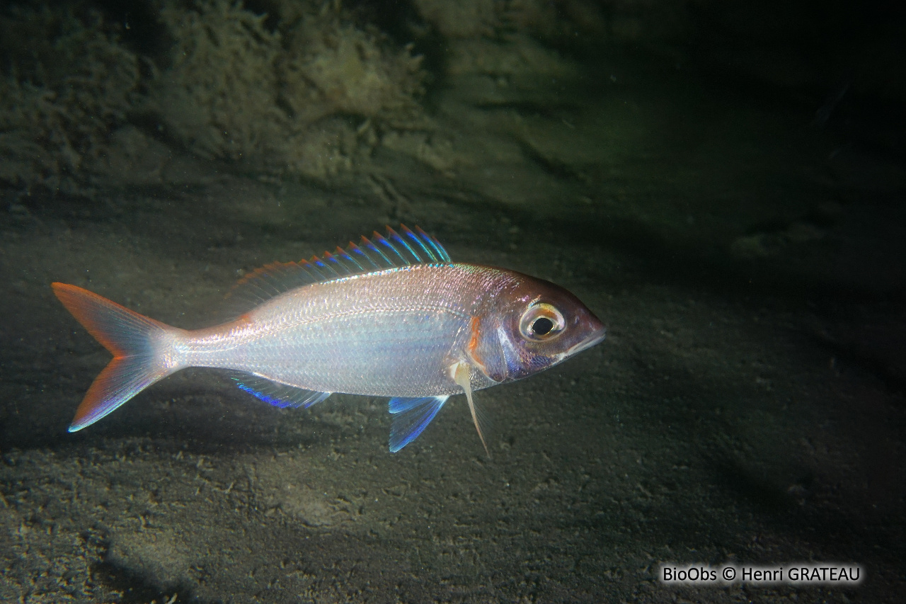 Pageot commun - Pagellus erythrinus - Henri GRATEAU - BioObs