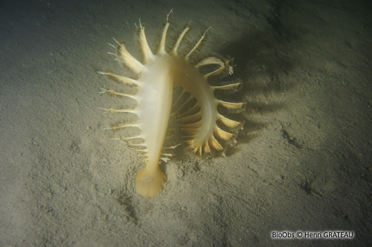 Pennatule grise - Pteroeides griseum - Henri GRATEAU - BioObs