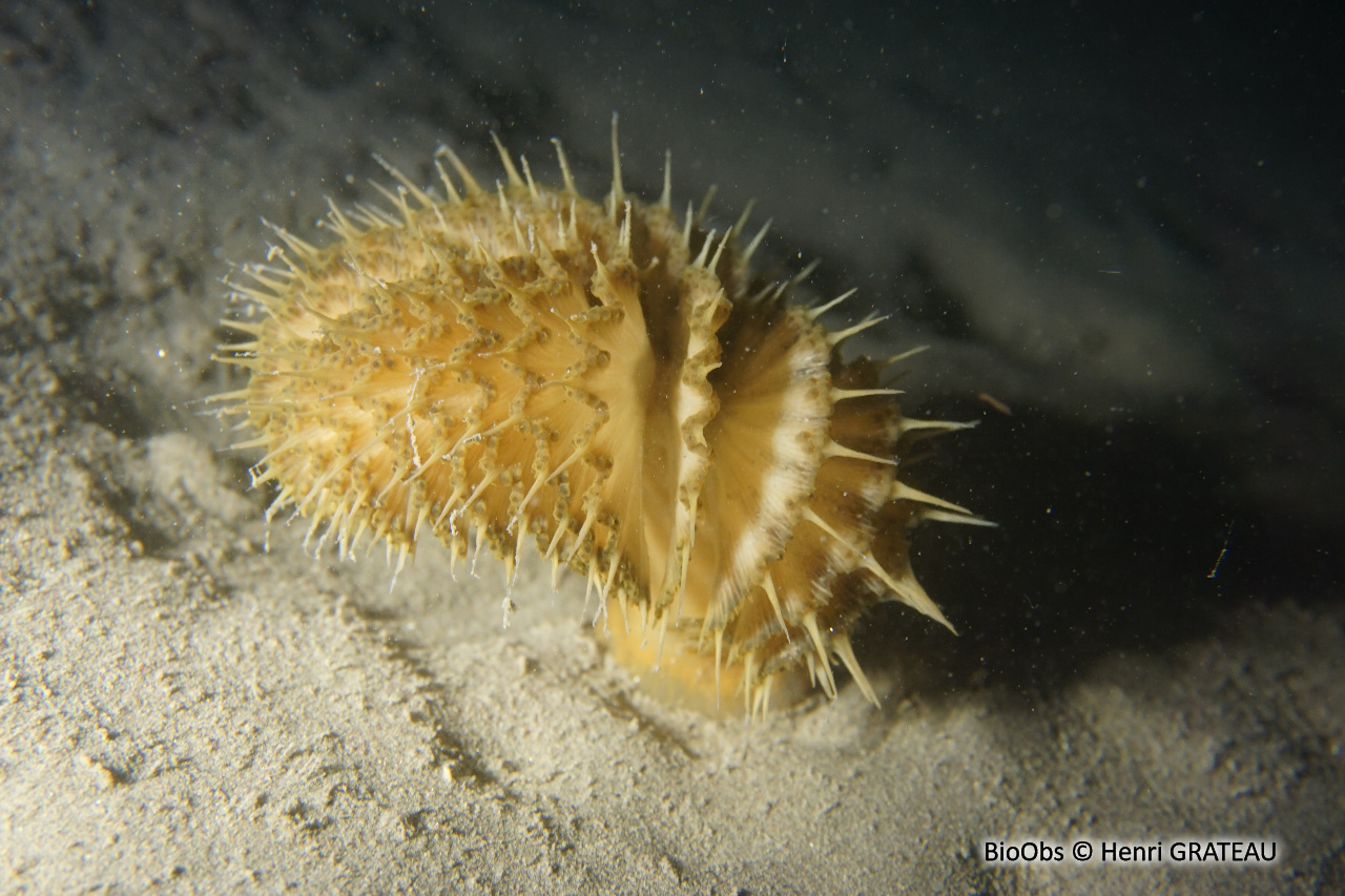 Pennatule grise - Pteroeides griseum - Henri GRATEAU - BioObs