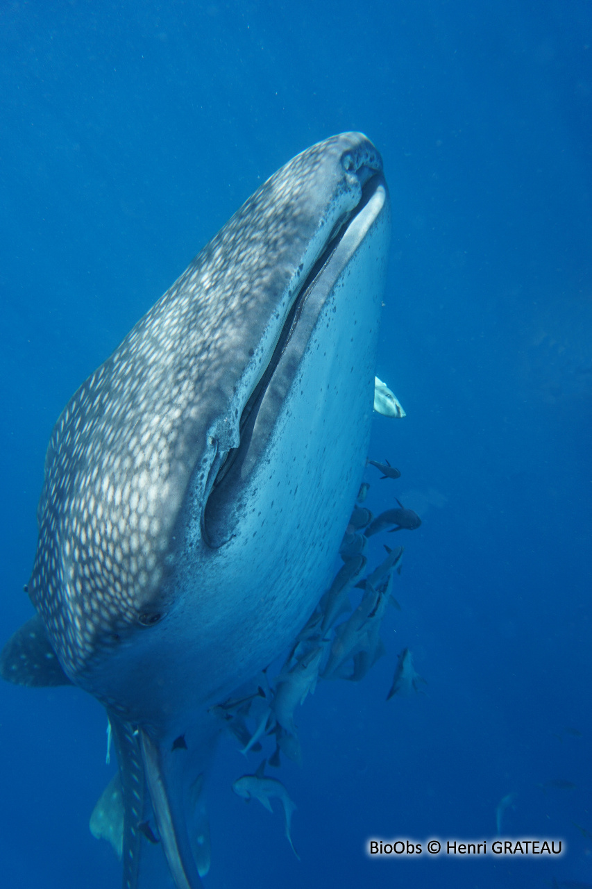 Requin-baleine - Rhincodon typus - Henri GRATEAU - BioObs
