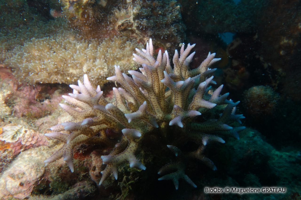 Corail-aiguille - Seriatopora hystrix - Maguelone GRATEAU - BioObs