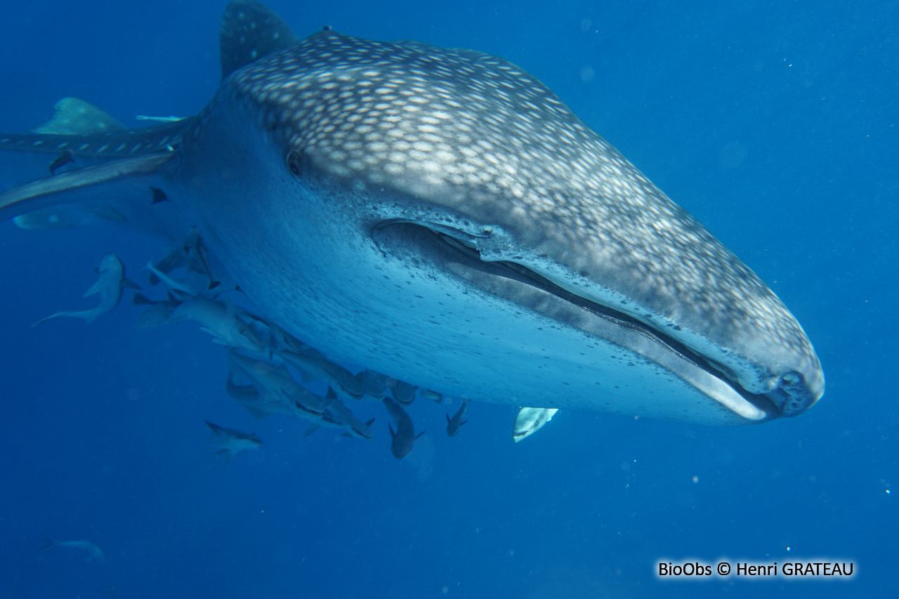 Requin-baleine - Rhincodon typus - Henri GRATEAU - BioObs