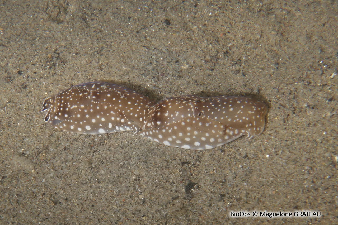 Aglaja ponctuée - Aglaja tricolorata - Maguelone GRATEAU - BioObs