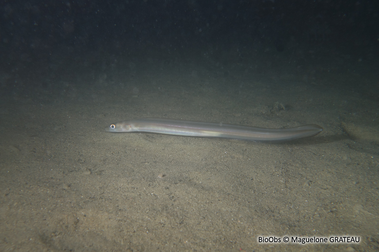 Congre des Baléares - Ariosoma balearicum - Maguelone GRATEAU - BioObs