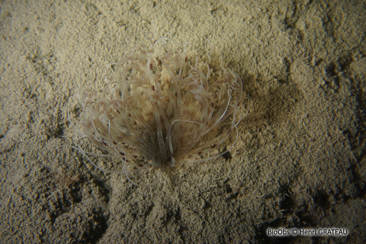 Cérianthe strié - Arachnanthus oligopodus - Henri GRATEAU - BioObs