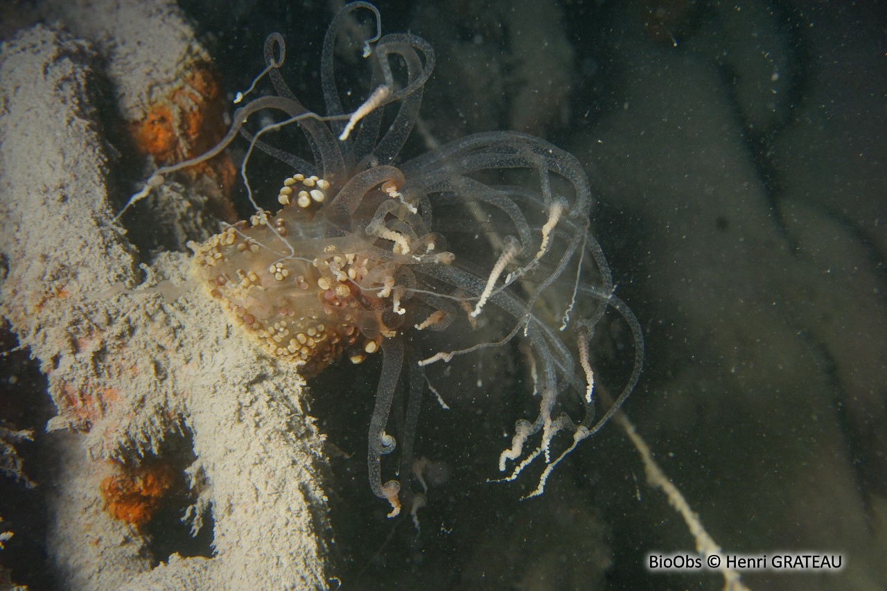 Alicia - Alicia mirabilis - Henri GRATEAU - BioObs