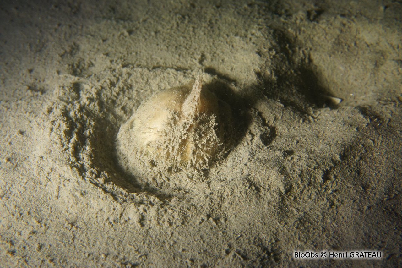 Oursin coeur - Echinocardium cordatum - Henri GRATEAU - BioObs