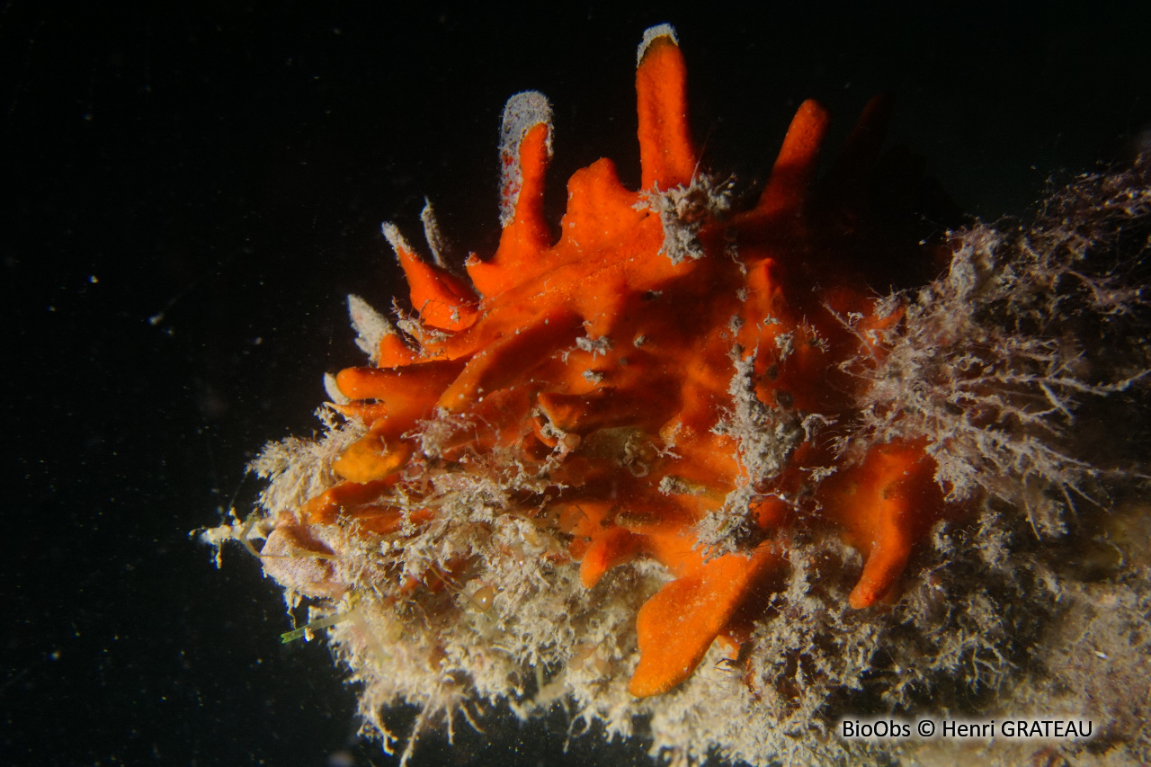 Spondyle pied-d'âne - Spondylus gaederopus - Henri GRATEAU - BioObs