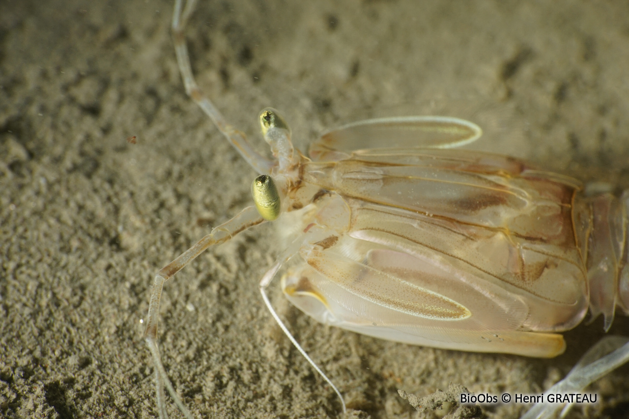 Squille ocellée - Squilla mantis - Henri GRATEAU - BioObs