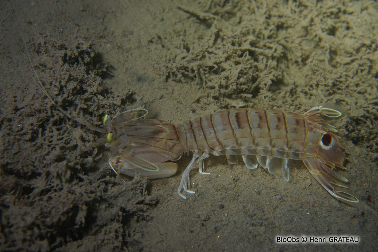 Squille ocellée - Squilla mantis - Henri GRATEAU - BioObs