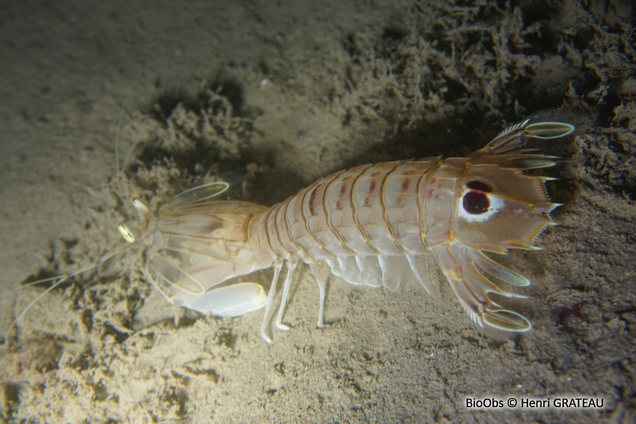 Squille ocellée - Squilla mantis - Henri GRATEAU - BioObs