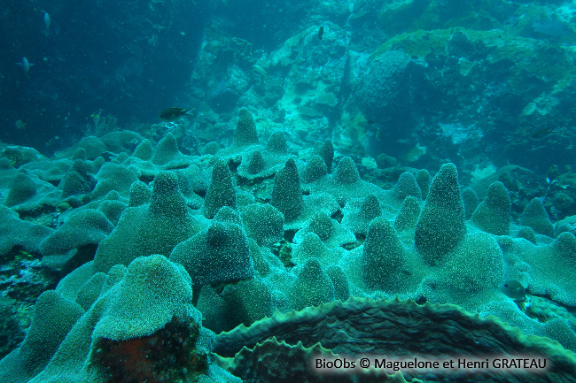 Corail cierge - Dendrogyra cylindrus - Maguelone GRATEAU - BioObs