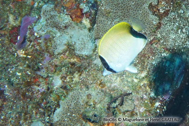 Poisson-papillon sédentaire - Chaetodon sedentarius - Maguelone GRATEAU - BioObs