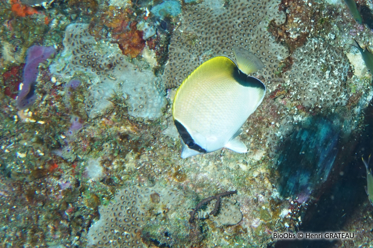 Poisson-papillon sédentaire - Chaetodon sedentarius - Henri GRATEAU - BioObs