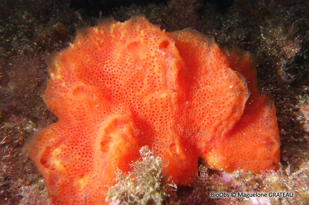 Amaroucium - Aplidium pseudolobatum - Maguelone GRATEAU - BioObs