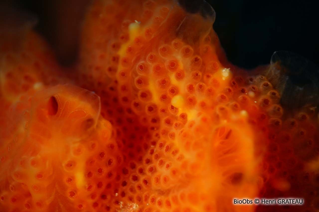 Amaroucium - Aplidium pseudolobatum - Henri GRATEAU - BioObs