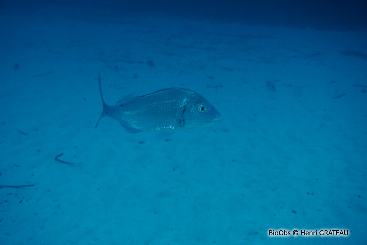 Pageot commun - Pagellus erythrinus - Henri GRATEAU - BioObs