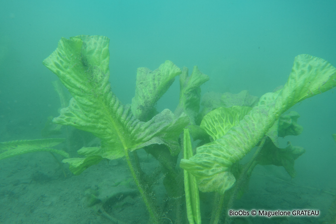 Nénuphar jaune - Nuphar lutea - Maguelone GRATEAU - BioObs