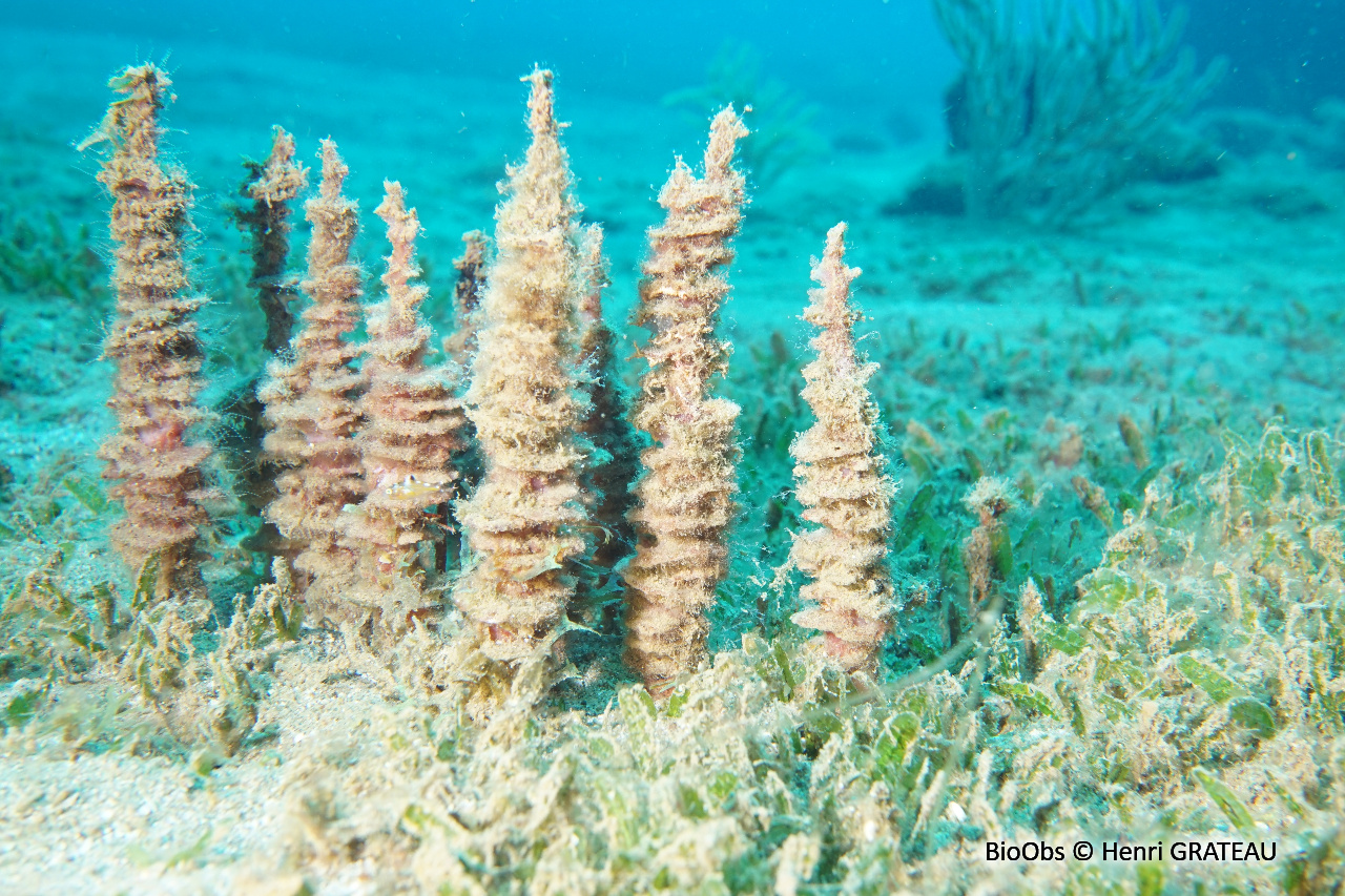 Eponge pagode - Oceanapia peltata - Henri GRATEAU - BioObs