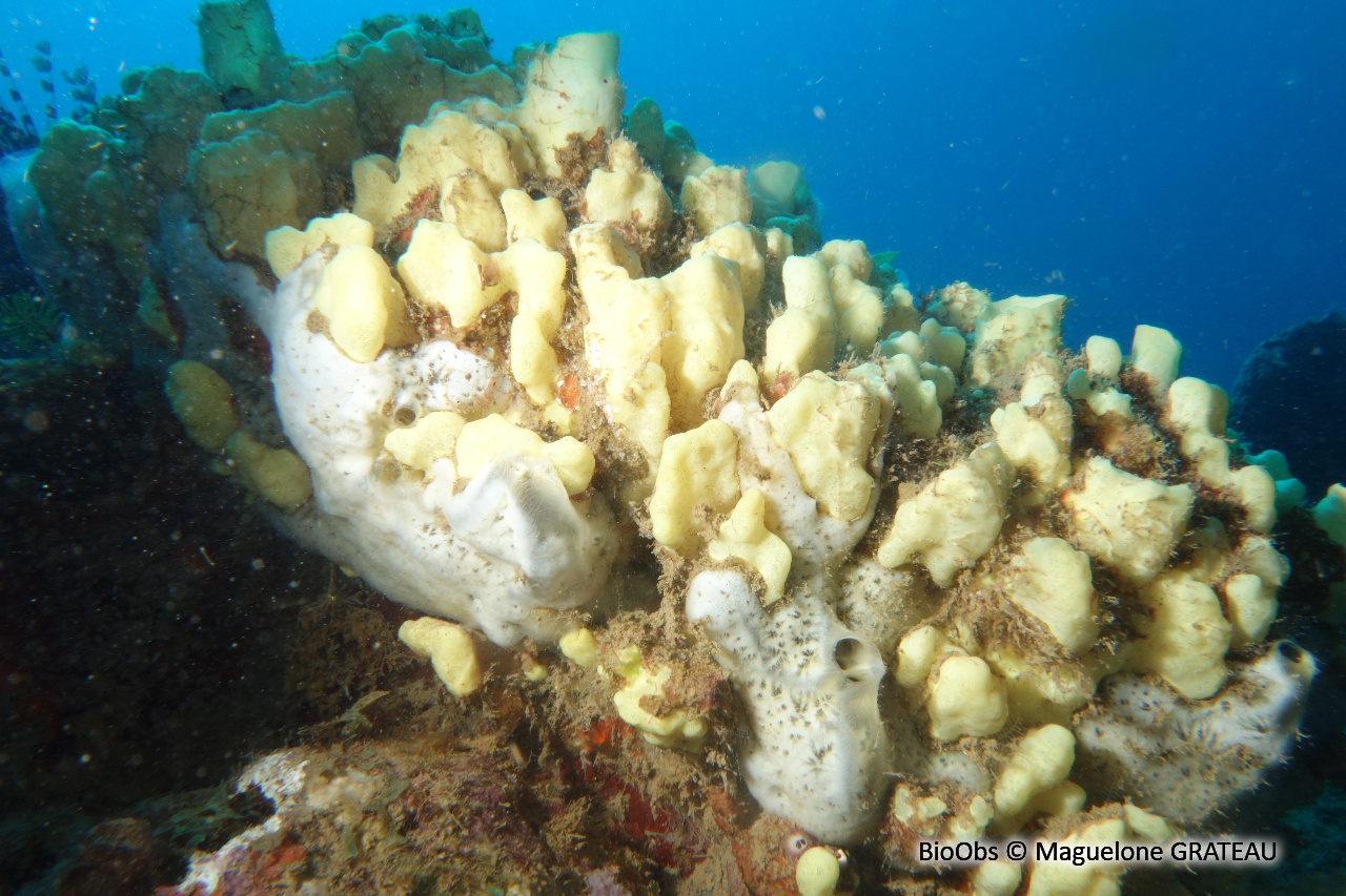 Eponge perforante jaune - Siphonodictyon coralliphagum - Maguelone GRATEAU - BioObs