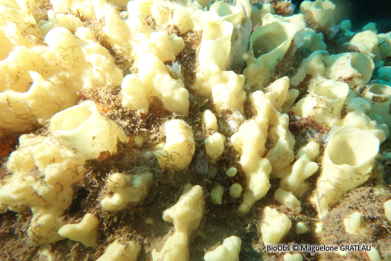 Eponge perforante jaune - Siphonodictyon coralliphagum - Maguelone GRATEAU - BioObs