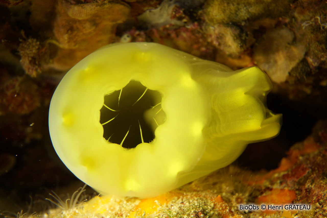 Cione jaune de Edwards - Ciona edwardsi - Henri GRATEAU - BioObs