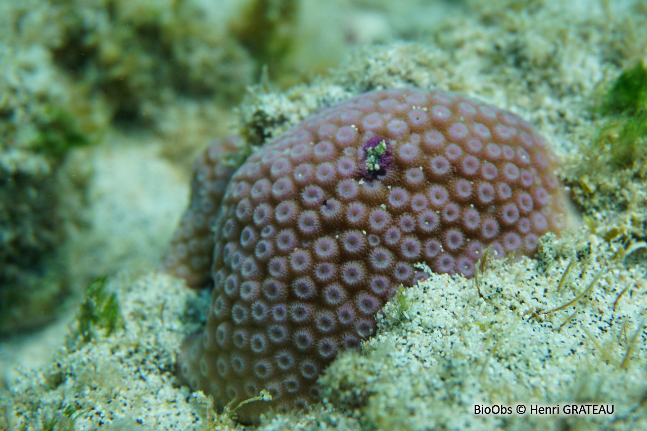 Astreopora (genre) - Astreopora - Henri GRATEAU - BioObs