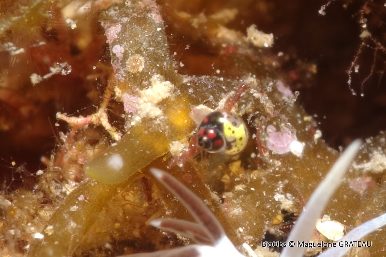 Rissoella inflata - Rissoella inflata - Maguelone GRATEAU - BioObs