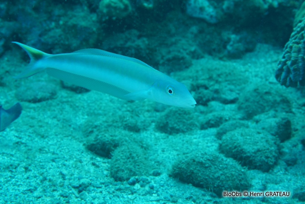 Vive tropicale - Malacanthus plumieri - Henri GRATEAU - BioObs