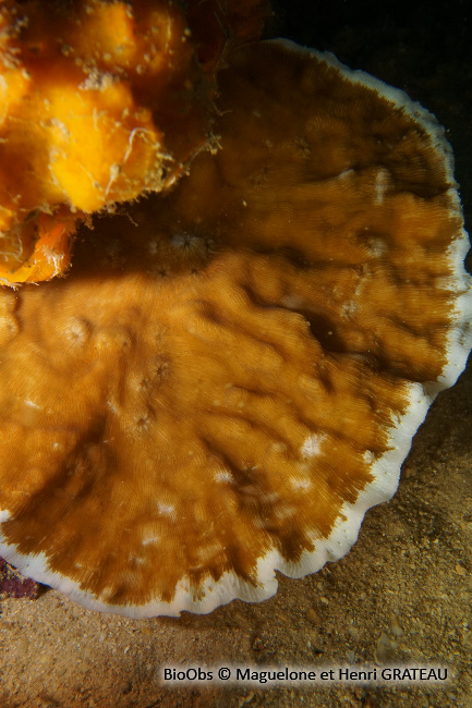 Corail porcelaine rugueux - Leptoseris scabra - Maguelone GRATEAU - BioObs