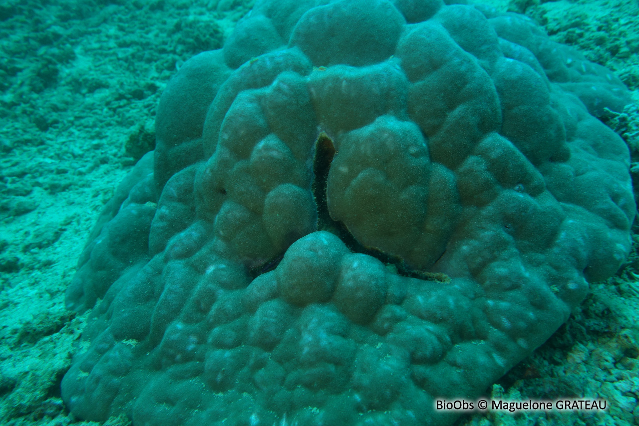 Corail-étoile lisse - Porites lobata - Maguelone GRATEAU - BioObs