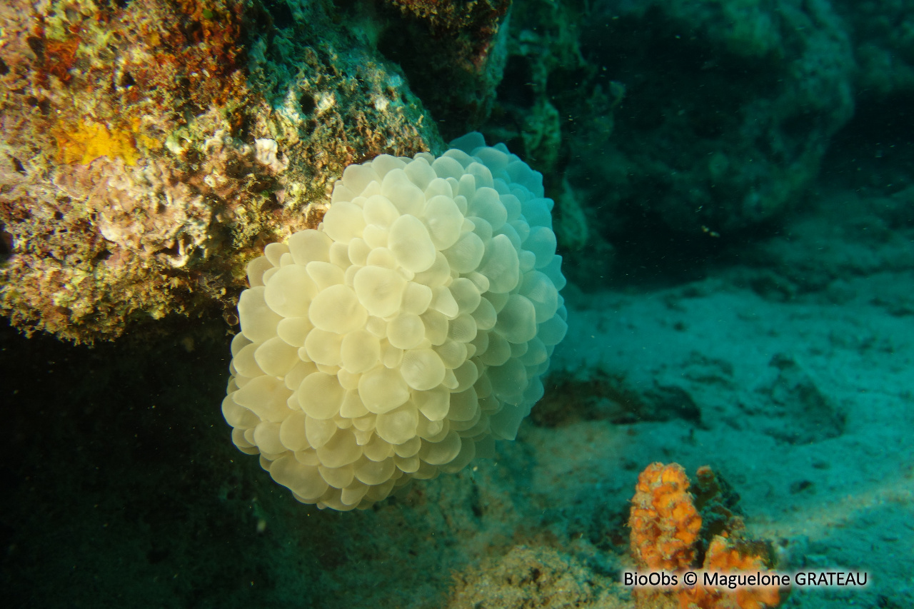 Corail à bulles sinueux - Plerogyra sinuosa - Maguelone GRATEAU - BioObs