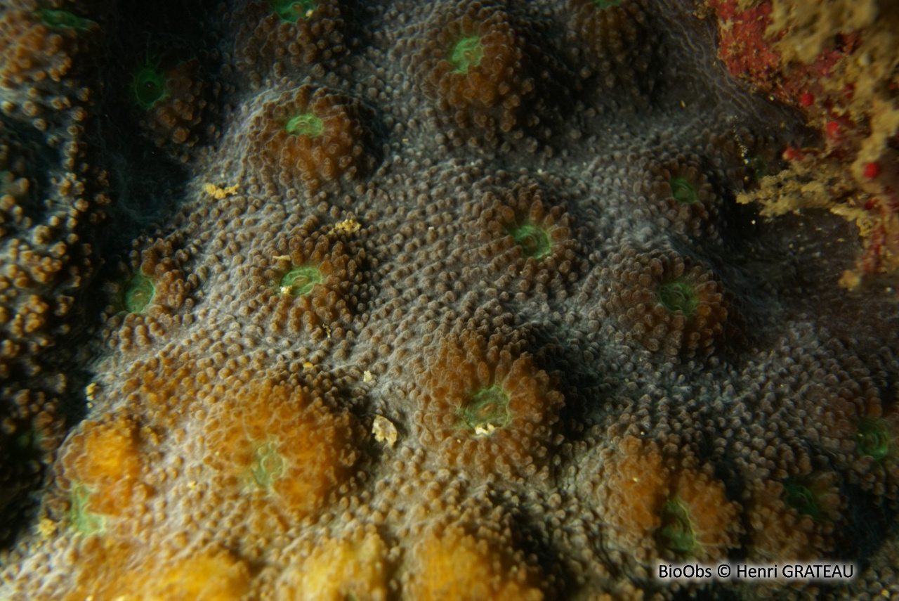 Corail hirsute - Echinopora hirsutissima - Henri GRATEAU - BioObs