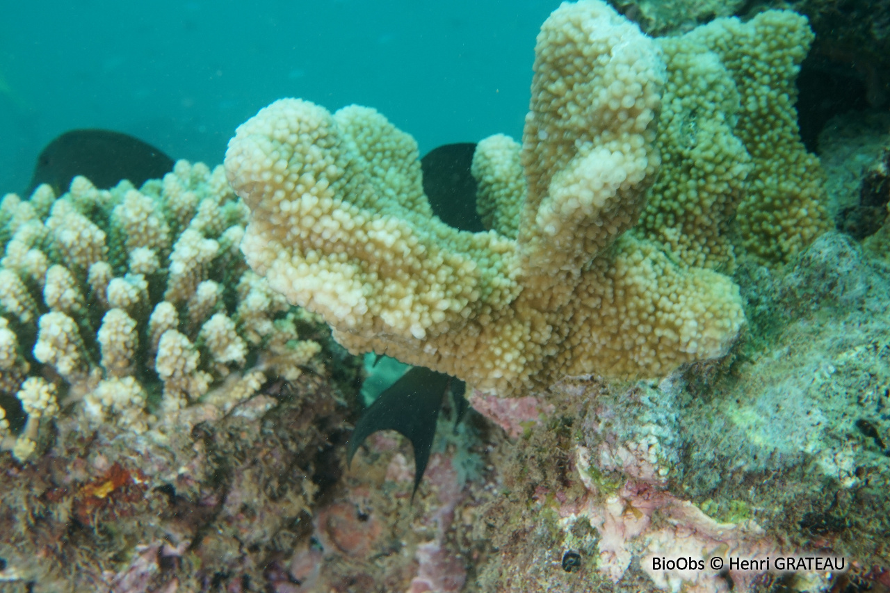 Pocillopore corne d'élan - Pocillopora grandis - Henri GRATEAU - BioObs