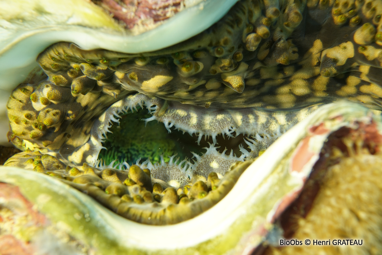 Grand bénitier gaufré - Tridacna squamosa - Henri GRATEAU - BioObs