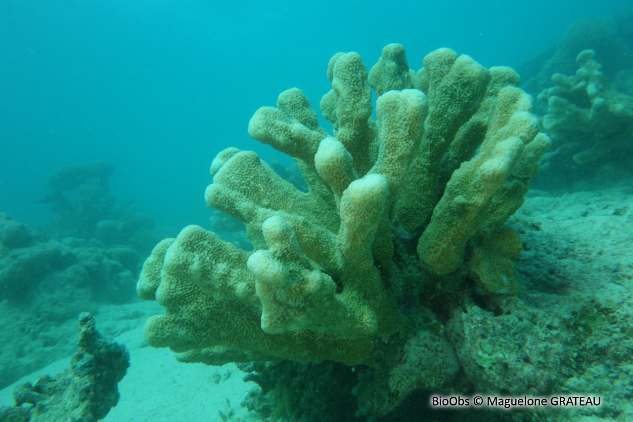 Pocillopore corne d'élan - Pocillopora grandis - Maguelone GRATEAU - BioObs