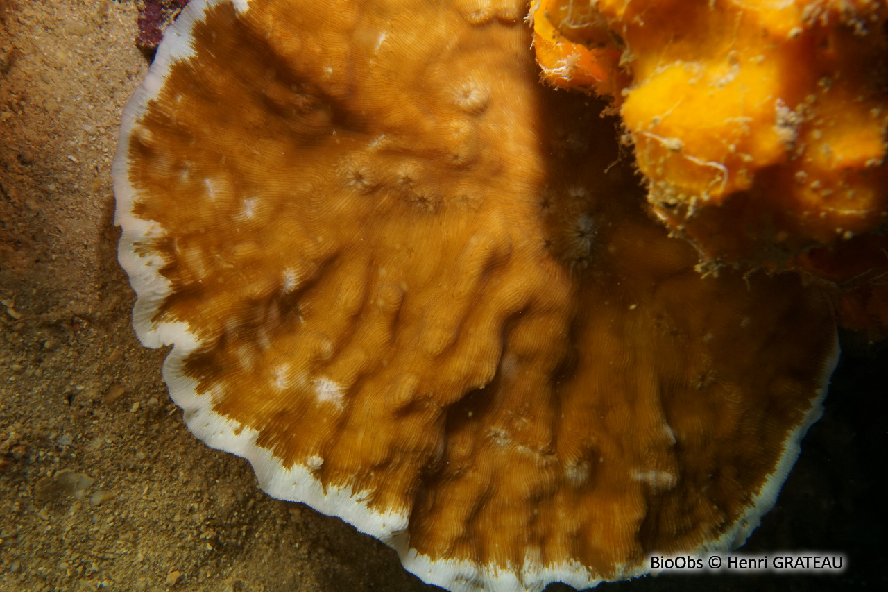 Corail porcelaine rugueux - Leptoseris scabra - Henri GRATEAU - BioObs